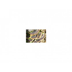 Outkovka pestrá - coriolus versicolor 120 kapslí