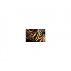Housenice čínská - cordyceps sinensis 120 kapslí