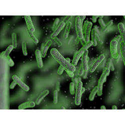 Kompletní profil patogenních střevních bakterií