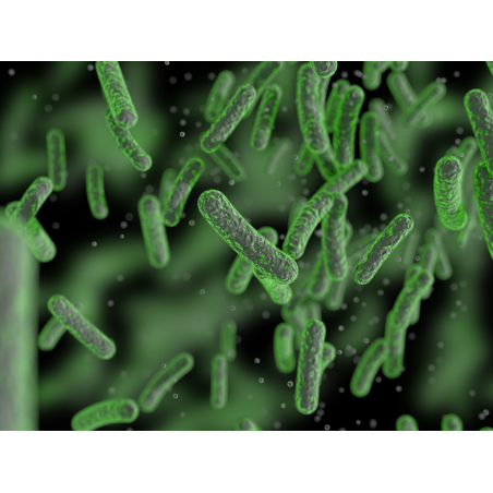 Kompletní profil patogenních střevních bakterií