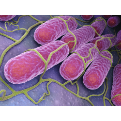 Patogenní bakterie ve stolici