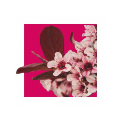 BE POSITIVE BY ACORELLE Dámská parfémovaná voda EDP Harmony Květy třešně 50ml